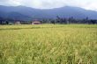 Rice field