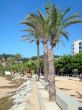 Calella Promenade Spain