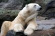 Beautiful Polar Bear