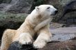 Beautiful Polar Bear