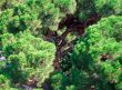 Aerial view of tree canopy