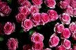 Bunch of pink carnation flowers