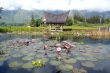 House and pond