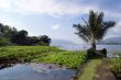 Palm tree and lake