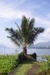 Palm tree