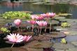 Pink lotuses