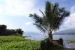 Palm tree on the island