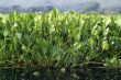 Grass on the water