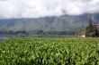 Grass, lake and mountain