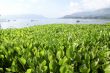 Grass and lake