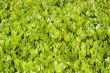 Green grass