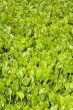 Grass