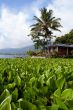 House and palm tree on the Samosir