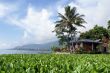 Gras on the island