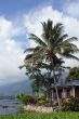 Housr and palm tree