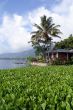 Green grass and island