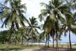 Palm trees