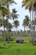 Green and palm trees