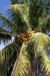 Yellow coconuts
