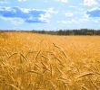 golden wheat in the blue sky 2 square