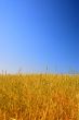 wheat field