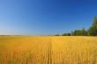 A wheat field against a blue sky.
