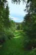 Landscape of a green field with trees and a bright blue sky 2