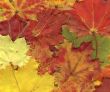 vivid autumnal colors