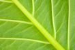 Texture of a green leaf