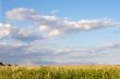 Photo of pretty field