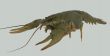  River crayfish