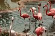 Pink and white  flamingos