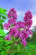 pink lilac