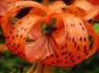 Orange lily with water drops