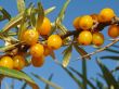 sea buckthorn