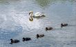 White swam and five ducks