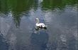 White swam
