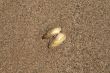 The shell on sand background