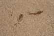 Water-plant on sand background