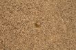 Water-plant on sand background