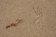 Water-plant on sand background