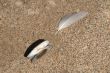 The shell and feather