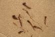 Water-plant on sand background