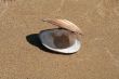 The shell on sand background