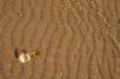 The shell on sand background