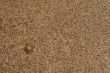 Water-plant on sand background