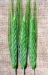 Three green spicas of rye