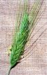 Flowering spica of rye