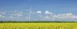 farm of windturbines close to rape field