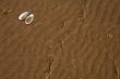 The shell on sand background